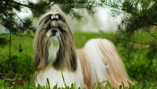 Shih Tzu Dog Breed Information Purina